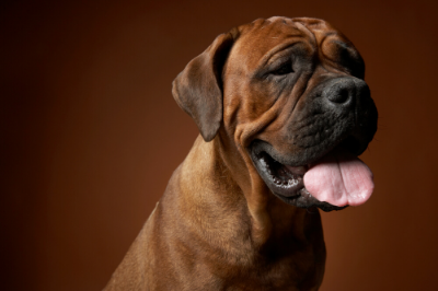 Reasons Your Dog Licks Excessively – And What to Do About It