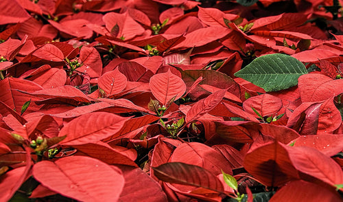 Doggy Danger: Beware of these Holiday Plants