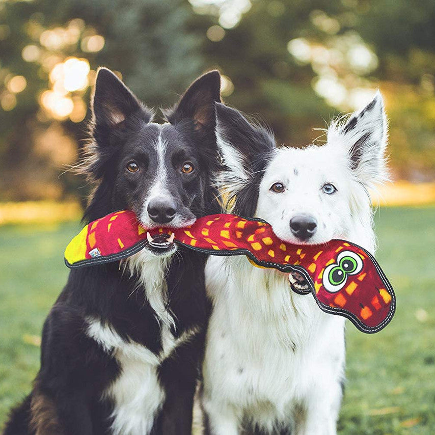 Two dogs holding a colorful toy in a grassy field