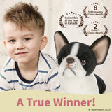 Lil Oliver The French Bulldog 6in