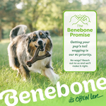 Dog holding a Benebone chew toy with the brand's promise on a green background