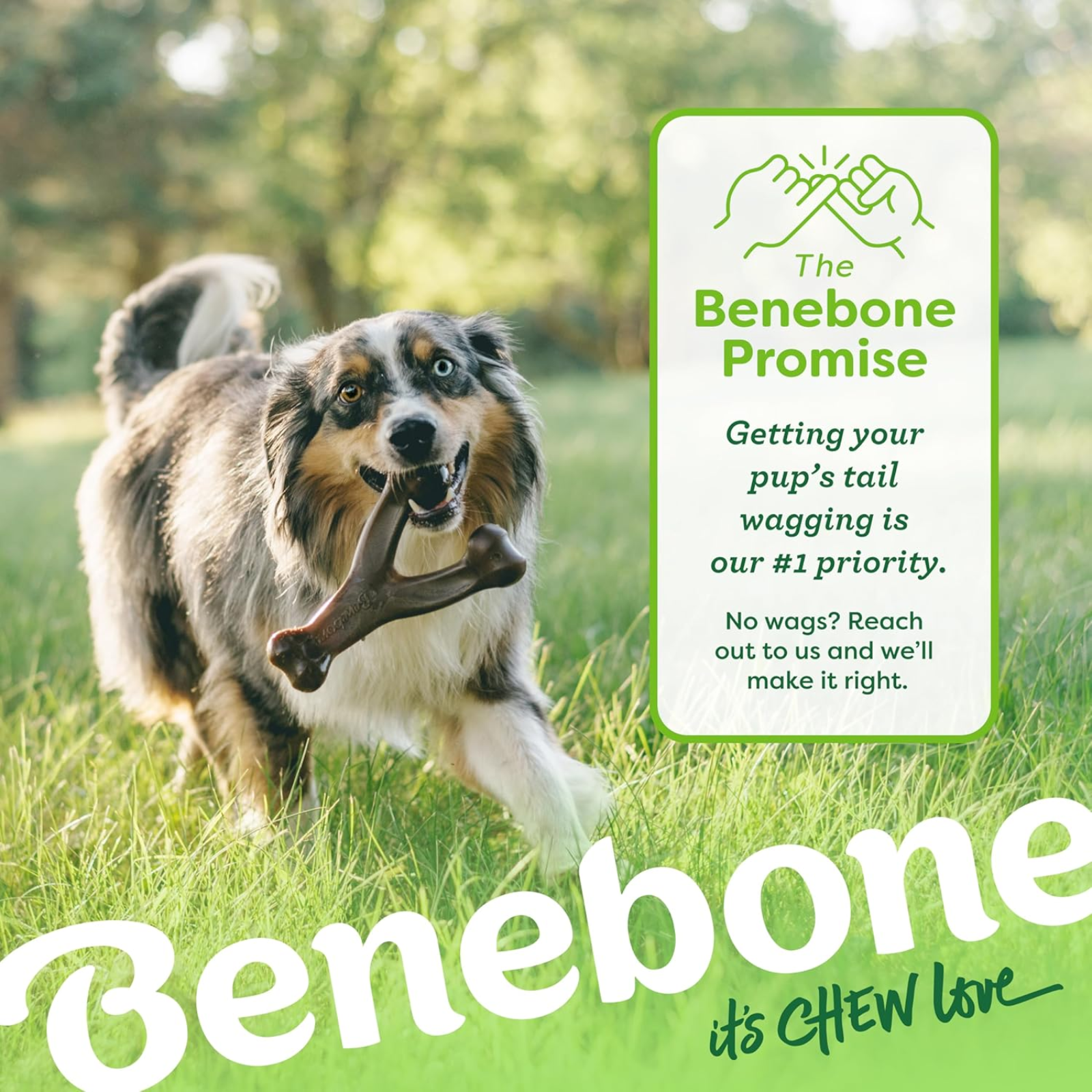 Dog holding a Benebone chew toy with the brand's promise on a green background