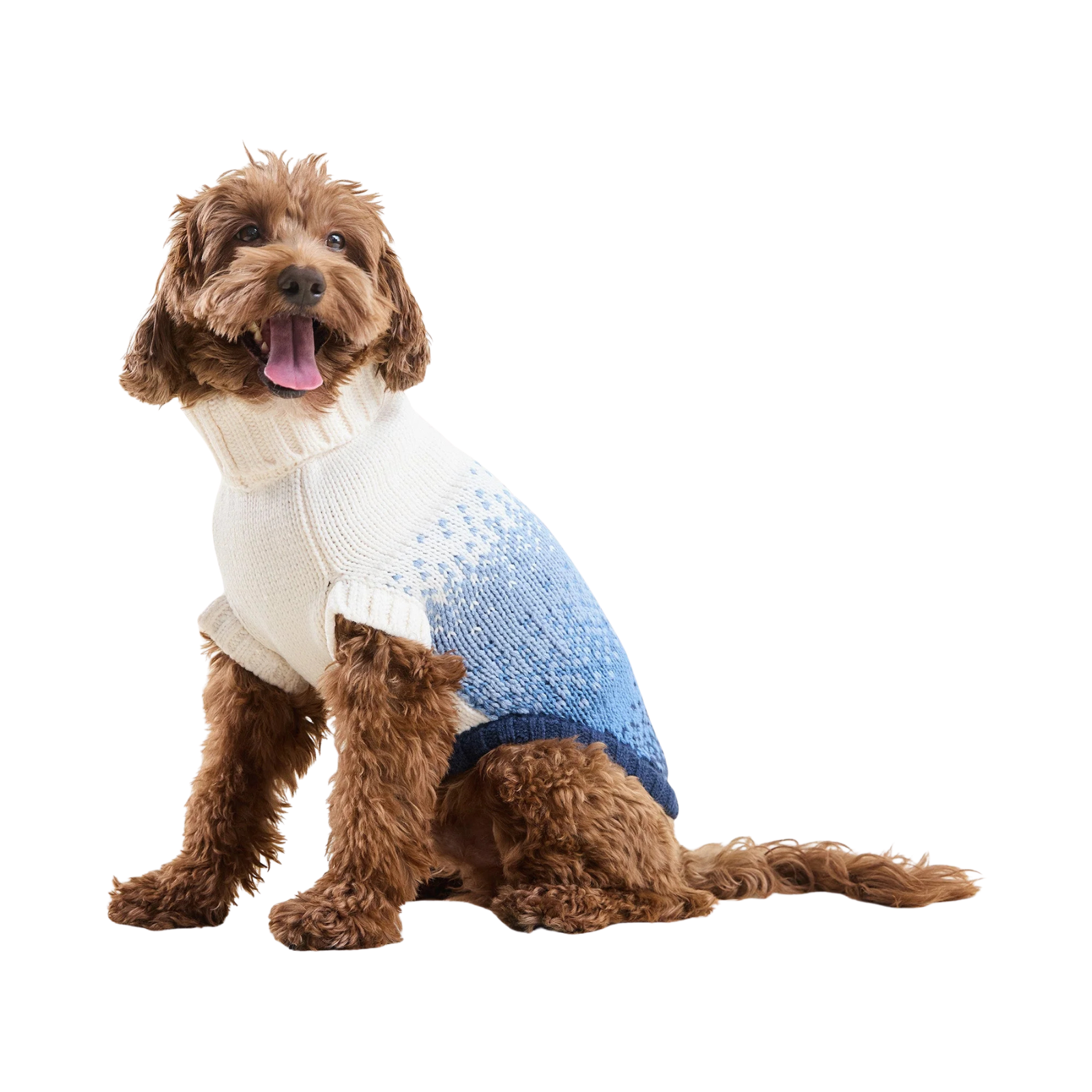 A brown curly-haired dog wearing a knitted turtleneck sweater with a cream upper section and a blue lower section, photographed on a clean white background.