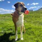Dog with a red ball in its mouth standing on a grassy field with a blue sky.