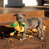 ROCT Hunter Pickle Dog Toy