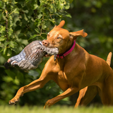 ROCT Quail Dog Toy