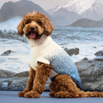 Dog wearing a sweater with a mountainous landscape in the background