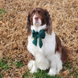 Foggy Dog Forest Green Velvet Lady Dog Bow