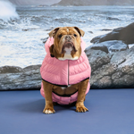 Dog wearing a pink coat standing on a blue surface with a rocky beach and ocean in the background