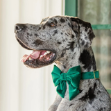 Foggy Dog Forest Green Velvet Lady Dog Bow