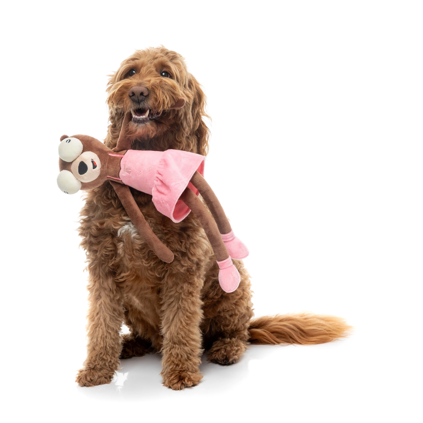 A brown curly-haired dog sits on a white studio background holding a plush bear toy with a pink dress in its mouth.
