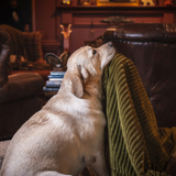 HuggleHounds Scout Blankie 30x40