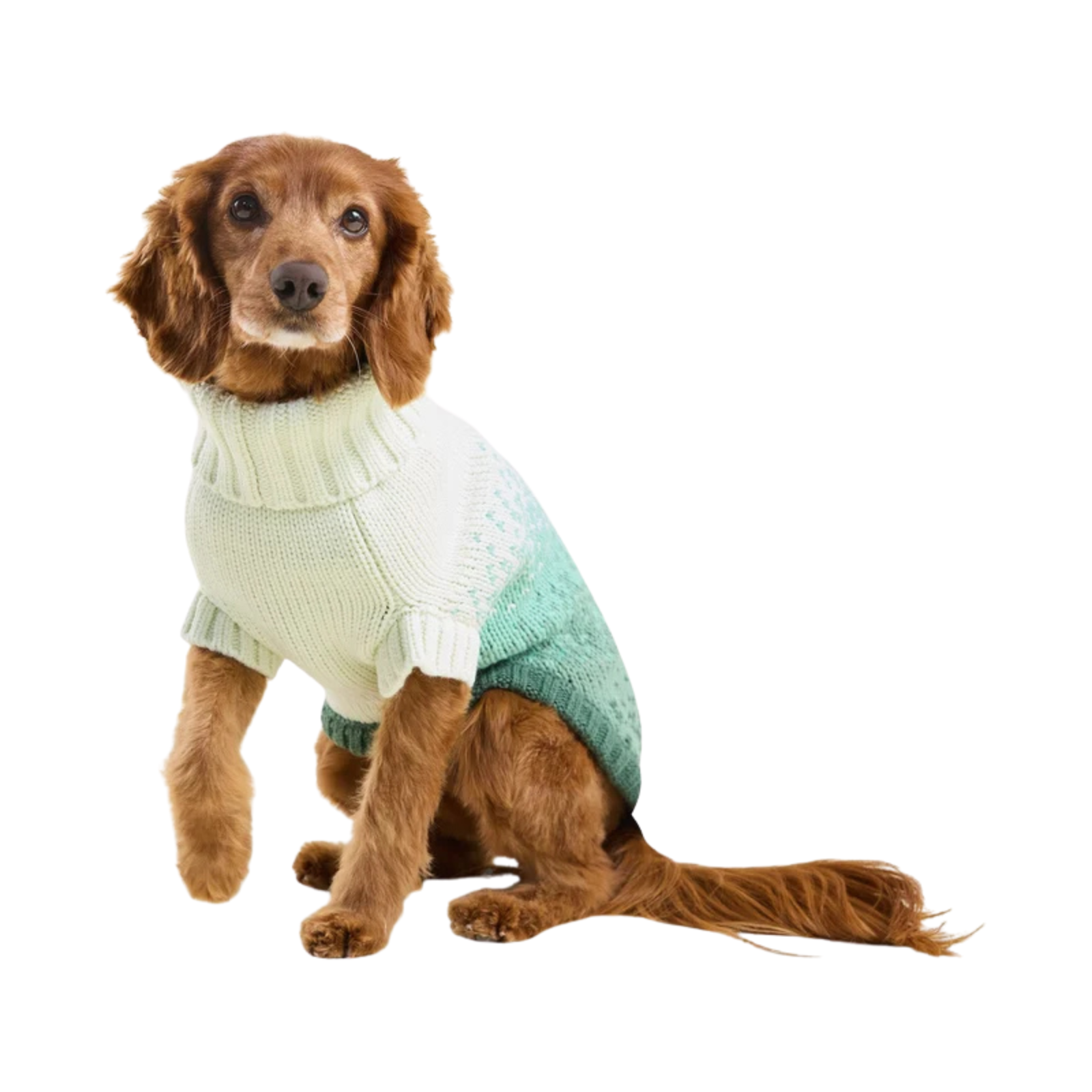 A small brown dog wearing a knitted sweater, photographed against a plain white background.