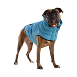 A fawn and brown Boxer dog wearing a bright blue quilted dog coat with a high collar, standing against a solid white background.