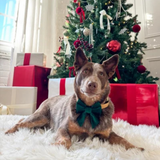 Foggy Dog Forest Green Velvet Lady Dog Bow