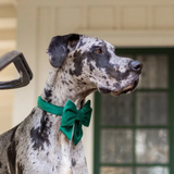 Foggy Dog Forest Green Velvet Lady Dog Bow