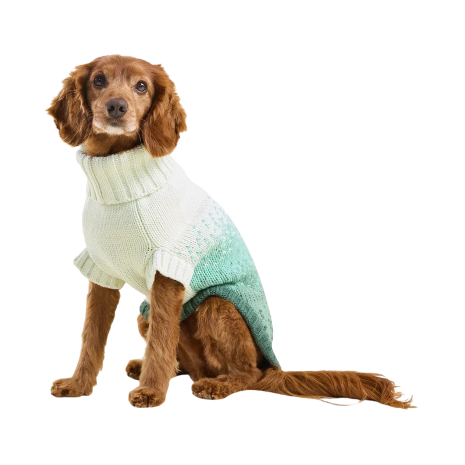 A small brown dog wearing a knitted sweater with a cream turtleneck and a mint green to teal gradient body, photographed on a plain white background.
