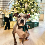 Foggy Dog Forest Green Velvet Lady Dog Bow