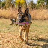 ROCT Rainbow Trout with Water Bottle Squeaker Dog Toy