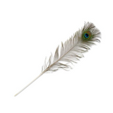 Peacock feather on a white background