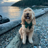 Foggy Dog Forest Green Velvet Lady Dog Bow