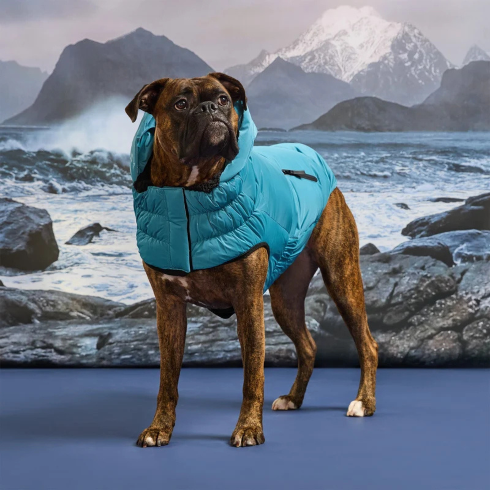 Dog wearing a blue coat with a mountainous background