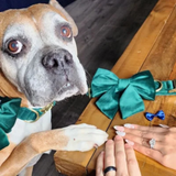 Foggy Dog Forest Green Velvet Lady Dog Bow