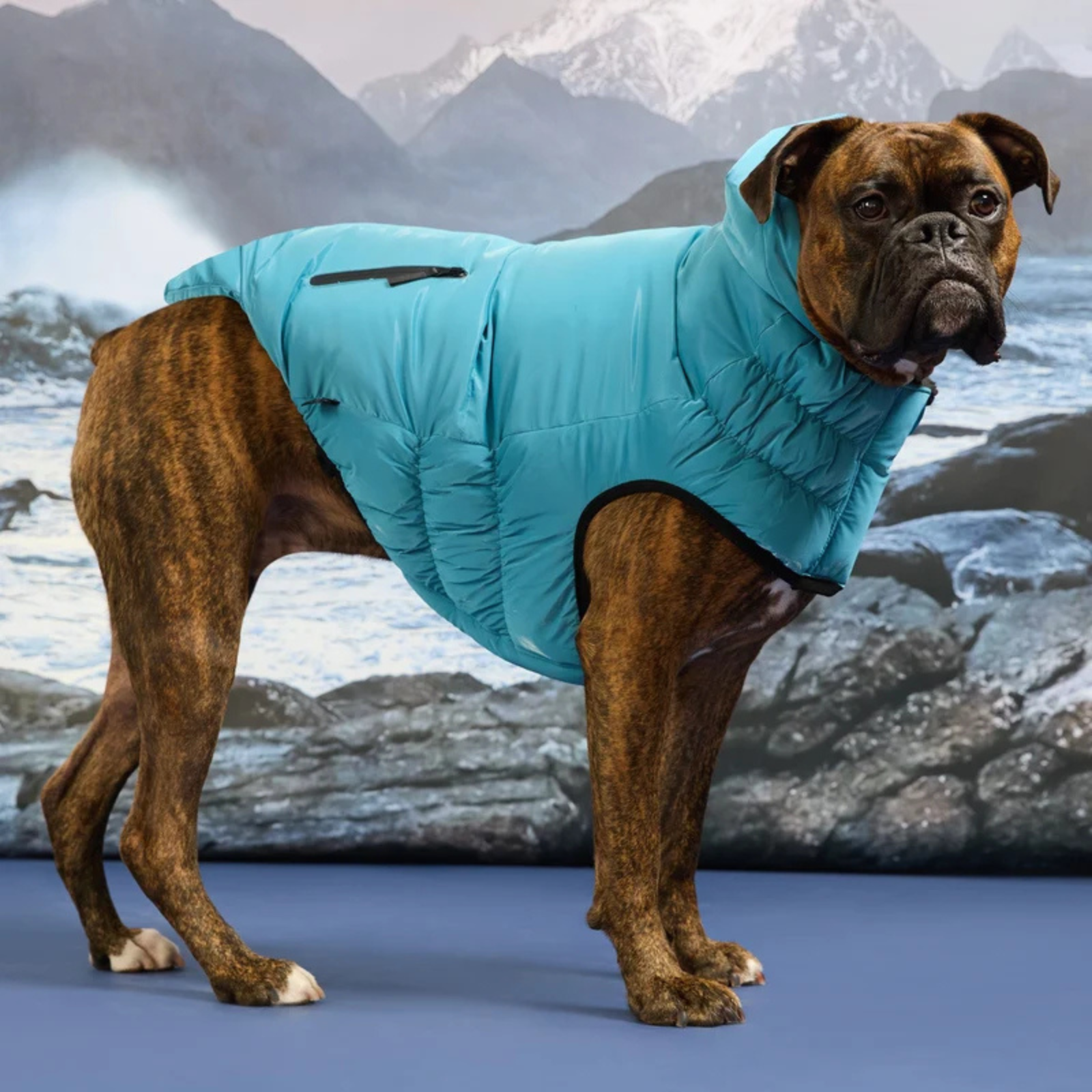 Dog wearing a blue coat standing on a mountainous landscape