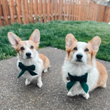 Foggy Dog Forest Green Velvet Lady Dog Bow