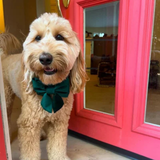 Foggy Dog Forest Green Velvet Lady Dog Bow