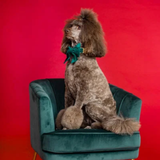 Foggy Dog Forest Green Velvet Lady Dog Bow