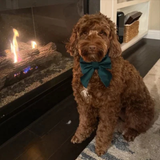 Foggy Dog Forest Green Velvet Lady Dog Bow