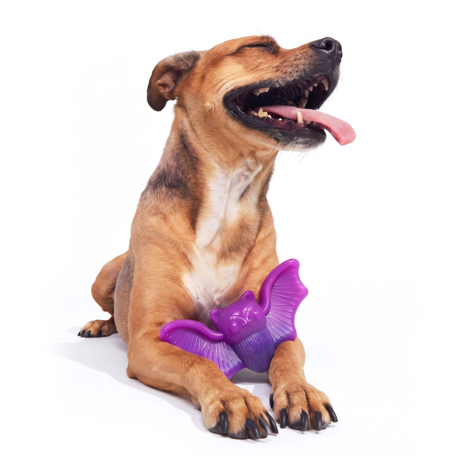 A brown and white dog lying down with its mouth open, tongue out, and eyes closed while holding a purple plastic bat-shaped dog toy against its front paws, on a solid white background.