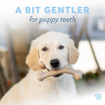 Dog holding a bone with text 'A Bit Gentler for puppy teeth' on a blurred background