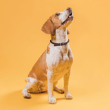 Dogline Soft Round Leather Collar Dark Brown