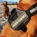 EzyDog Convert Patch Rescue Dog*