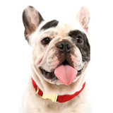 Foggy Dog Cranberry Velvet Dog Collar