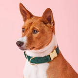Foggy Dog Forest Green Velvet Dog Collar