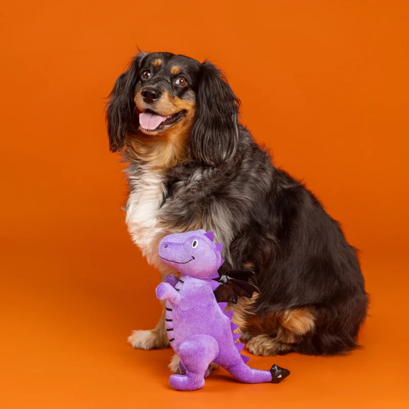 A long-haired dachshund sits against a solid orange studio background, holding and partially covering a small purple plush dragon toy.
