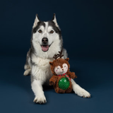 Dog with a plush toy on a dark background