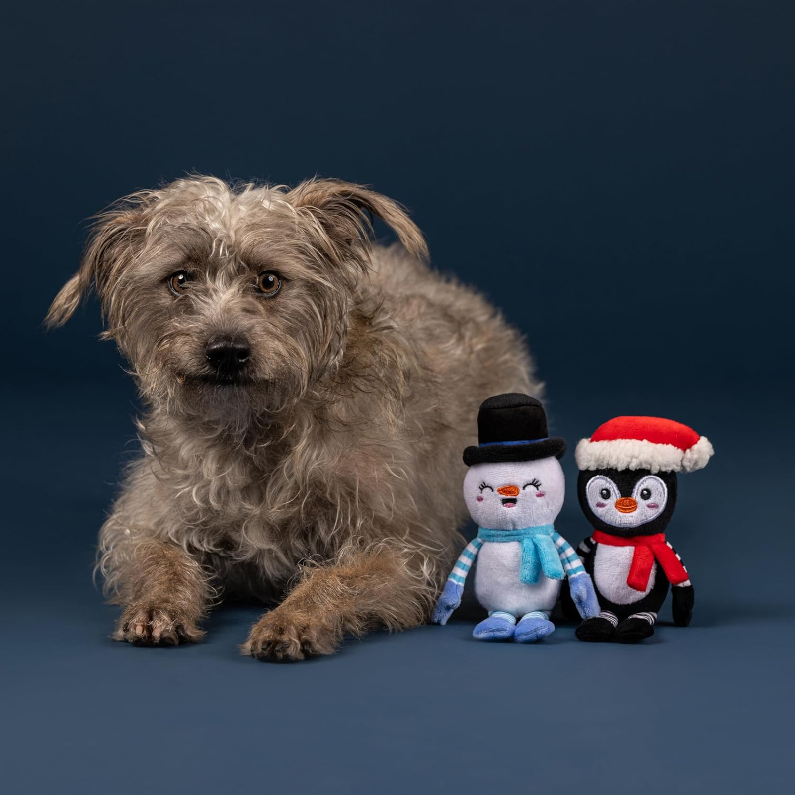 Dog sitting next to two plush toys on a dark blue background