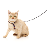 Cat wearing a colorful harness on a white background