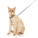 Cat wearing a harness and leash on a white background