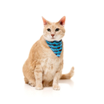 Cat wearing a blue bandana with a pattern on a white background