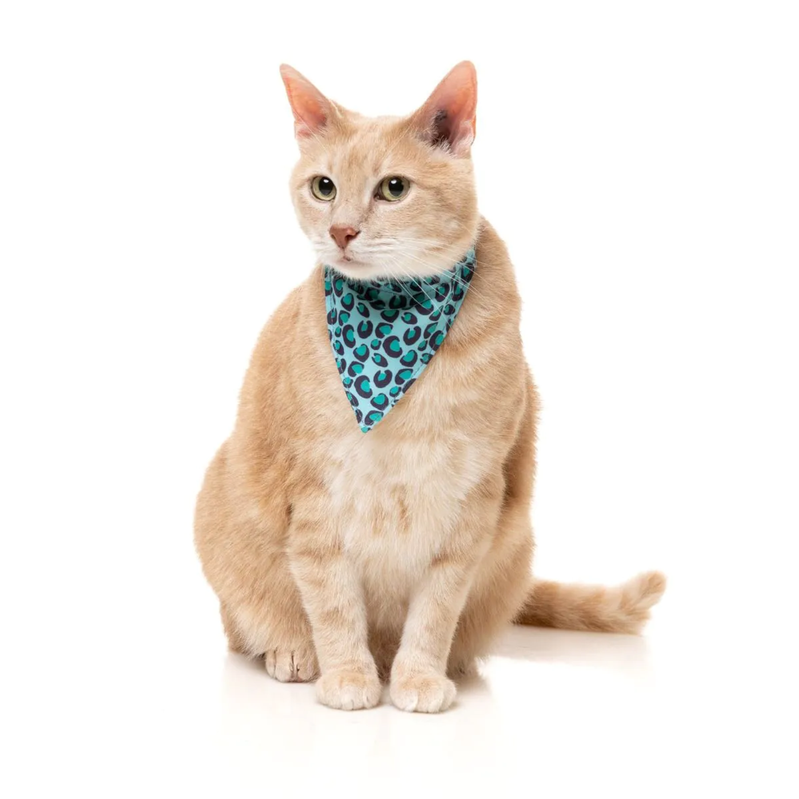 Cat wearing a blue bandana with a pattern on a white background