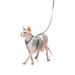 Sphynx cat wearing a harness and leash on a white background