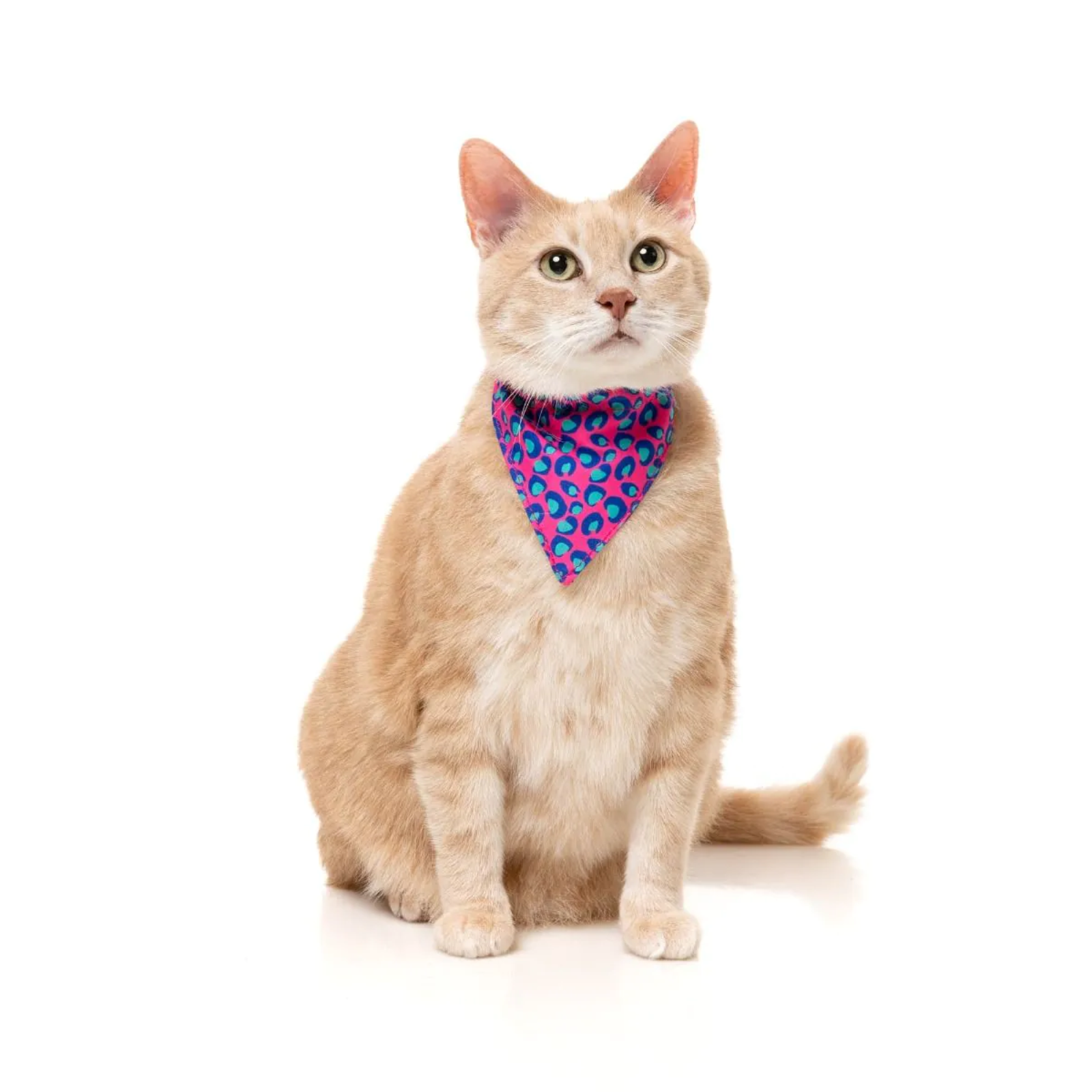 Cat wearing a colorful bandana on a white background