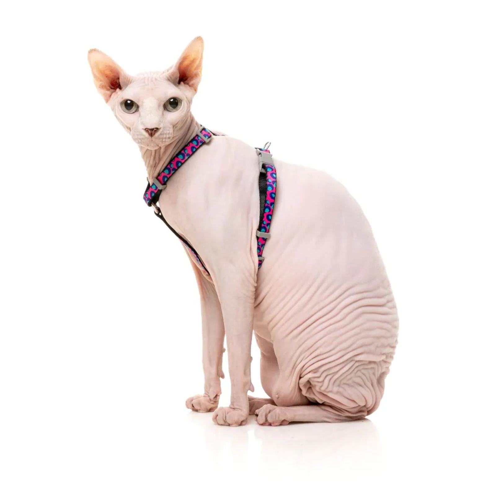 Sphynx cat wearing a colorful harness on a white background