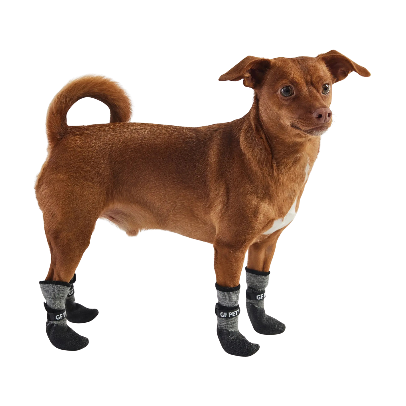 A brown dog wearing four black and gray protective booties on its paws, standing against a solid white background.