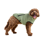 A brown curly-haired dog wearing an olive green hooded puffer jacket with black trim, standing against a solid white background.